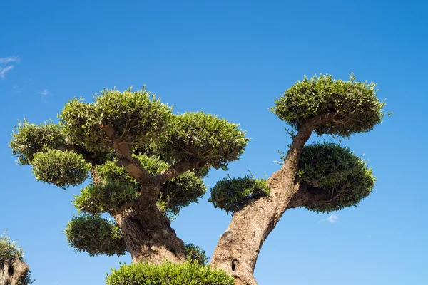 观赏橄榄树 — 图库照片