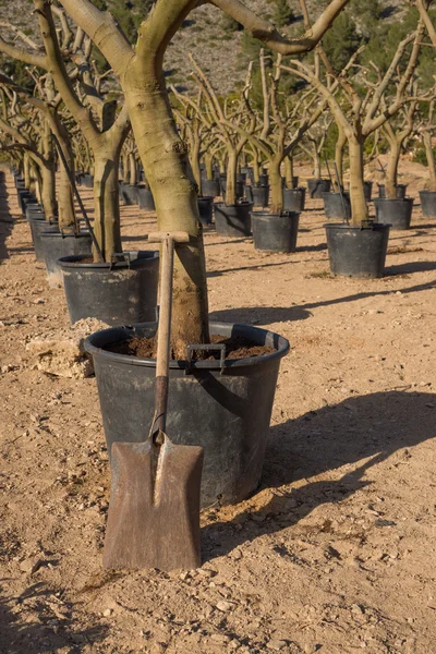 Spade in a tree nursery — Stock Photo, Image