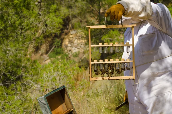 Pszczelarz — Zdjęcie stockowe