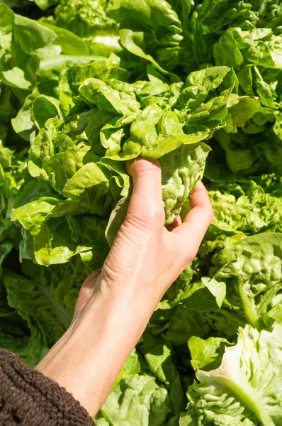 Choosing lettuce — Stock Photo, Image