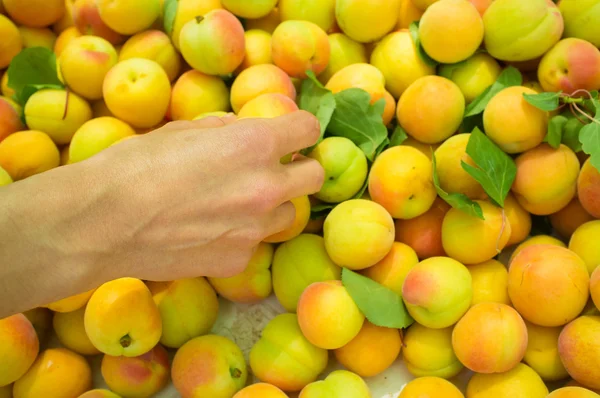 Choosing apricots — Stock Photo, Image