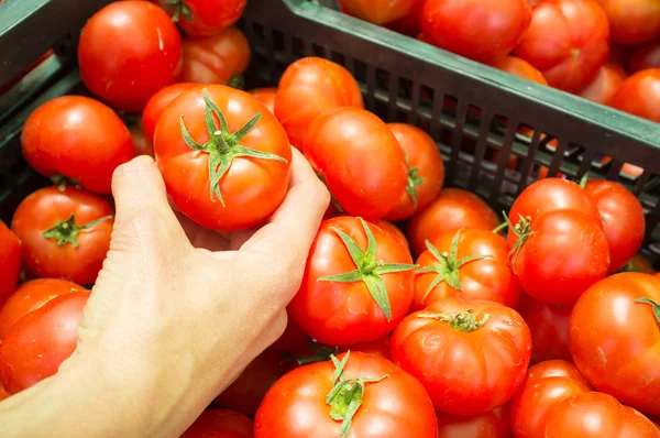 Escolher tomates — Fotografia de Stock
