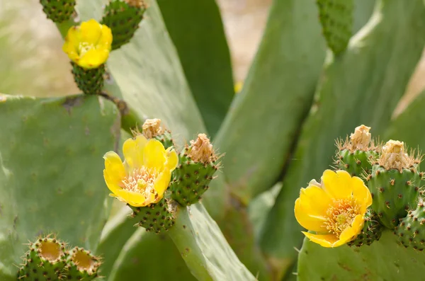 Cactus de pera espinosa —  Fotos de Stock