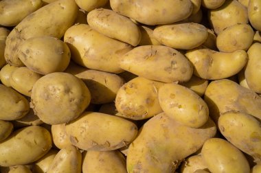 taze patates
