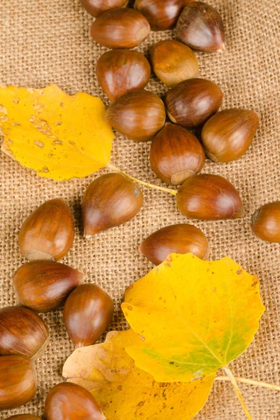 Castanhas com folhas de outono amareladas — Fotografia de Stock