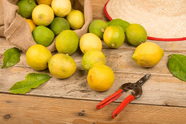 Lemon still life — Stock Photo, Image