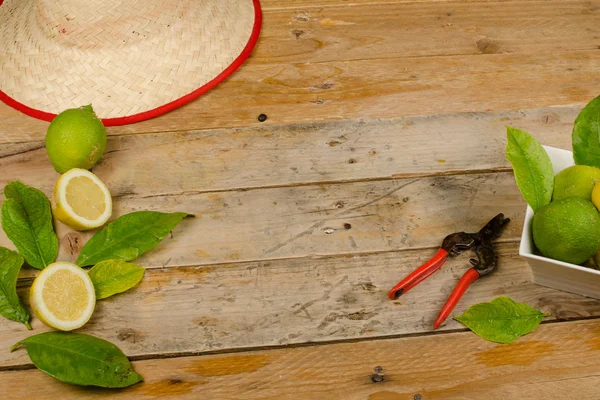 Limoni appena raccolti — Foto Stock