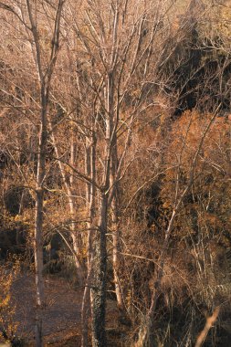 yapraksız ağaçlar