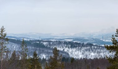 Kola Yarımadası 'nın kış manzarası. Tepedeki kar tepelerinin arka planında çamlar var. Murmansk bölgesi.