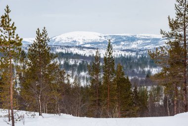 Kola Yarımadası 'nın kış manzarası. Tepedeki kar tepelerinin arka planında çamlar var. Murmansk bölgesi.