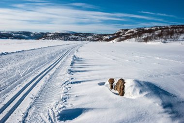 Kola Yarımadası 'nın kış manzarası. Tepedeki kar tepelerinin arka planında çamlar var. Murmansk bölgesi.
