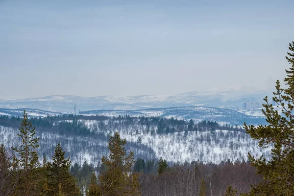 Winter Landscape Kola Peninsula Pines Background Snow Peaks Hills Murmansk — Stock Photo, Image