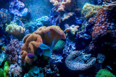 Sualtı çatışması. Mercan resifi ve renkli balıklar..