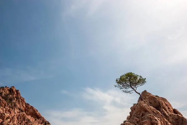 Mountains Trees Tossa Mar Catalonia Spain Picturesque Coast Costa Brava — Stock Photo, Image