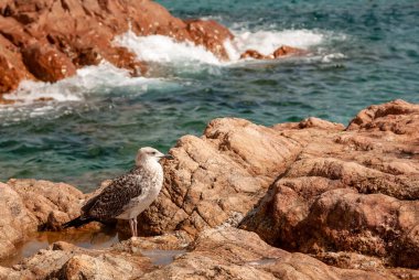 Martı - bir albatros Akdeniz 'in sularının arka planında kayaların üzerinde oturur..