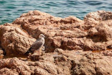 Martı - bir albatros Akdeniz 'in sularının arka planında kayaların üzerinde oturur..