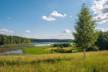 Yeşil bir ormanda bir su kütlesi. Güneşli bir günde yaz manzarası.