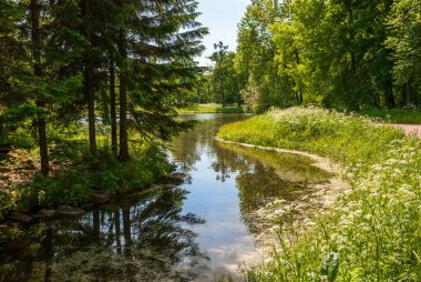 Yeşil bir ormanda bir su kütlesi. Güneşli bir günde yaz manzarası.