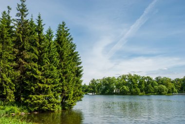 Yeşil bir ormanda bir su kütlesi. Güneşli bir günde yaz manzarası.