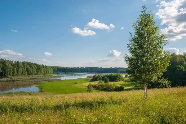 Yeşil bir ormanda bir su kütlesi. Güneşli bir günde yaz manzarası.