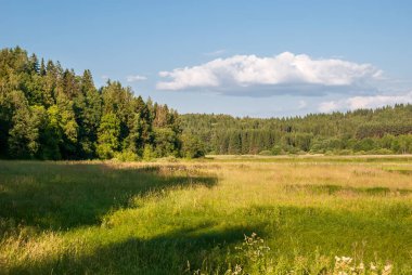Güneşli bir günde yaz manzarası. Orman, çayırlar ve bulutlu mavi gökyüzü..