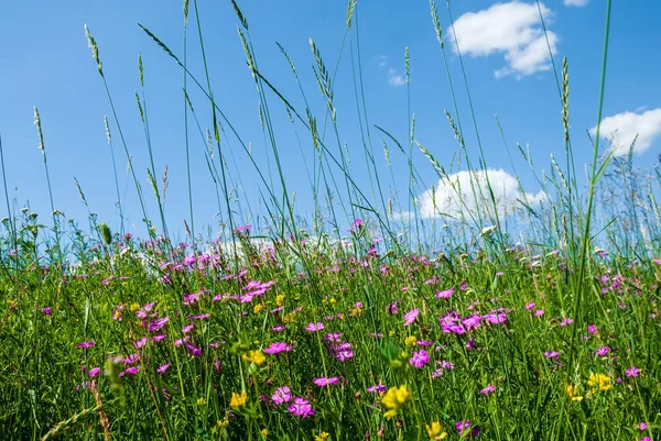 Mavi gökyüzü ve arkaplan bulutlarıyla yeşil çayır.