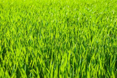 Juicy lush green grass in the meadow in the morning light in the spring and summer in the open air close-up. Beautiful artistic image of cleanliness and freshness of nature. Natural background