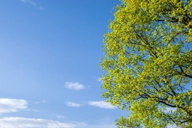 A large tree crown on a blue sky background. Well-kept garden. Spring motif for the design.