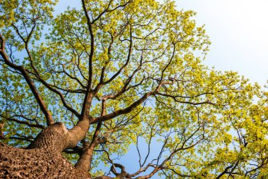 A view from below of a huge tree. Sunlight in the deciduous forest, summer nature, sunny day. The upper branches of a tree with fresh green foliage.