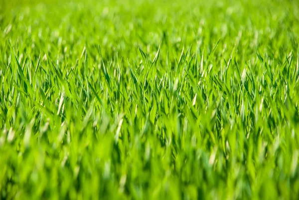 Juicy Lush Green Grass Meadow Morning Light Spring Summer Open — Stock Photo, Image