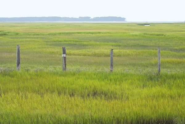 Conservación de humedales en Virginia — Foto de Stock