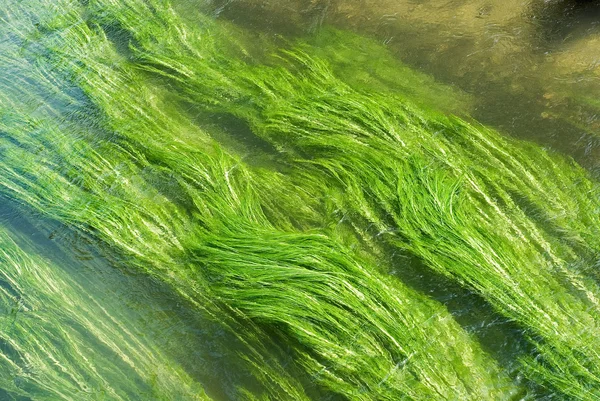 Wetland with Creek and Grass — Stock Photo, Image