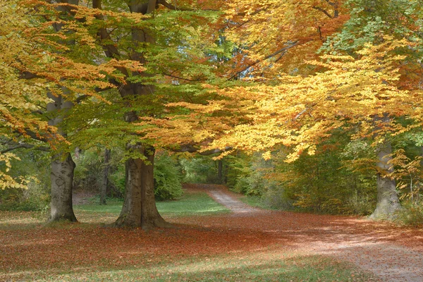 Autumn Landscape with Trail — Stock Photo, Image