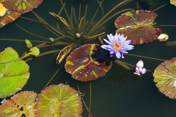 Lily podkładki z kwiatami — Zdjęcie stockowe