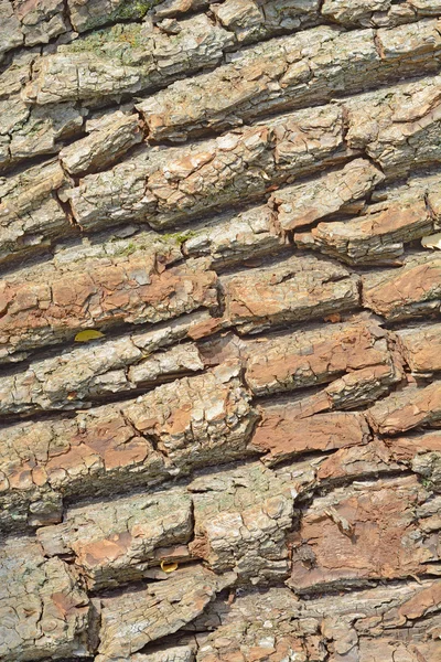 Tree Bark Texture — Stock Photo, Image