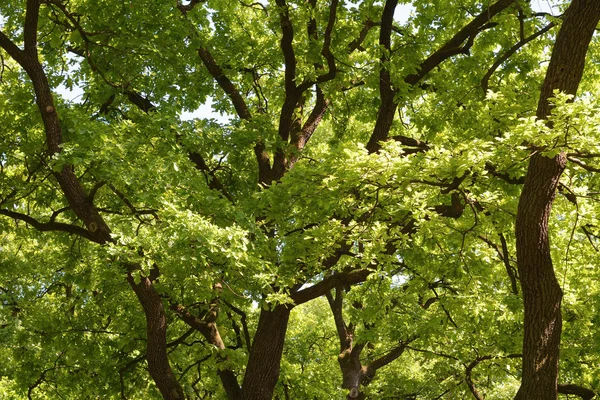 Bäume — Stockfoto