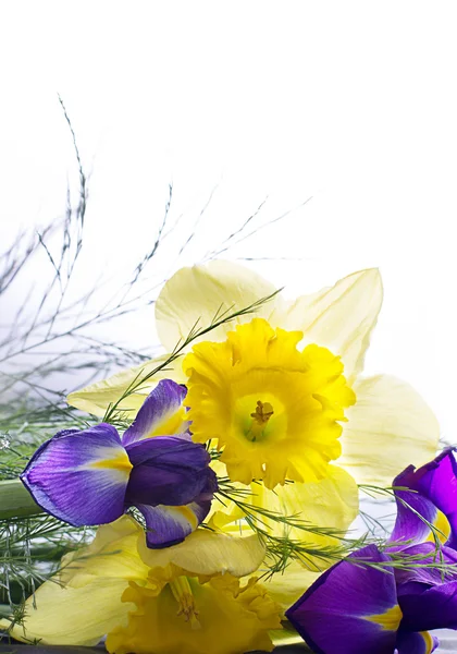 Narcissus med gröna blad och en violett iris blomma — Stockfoto