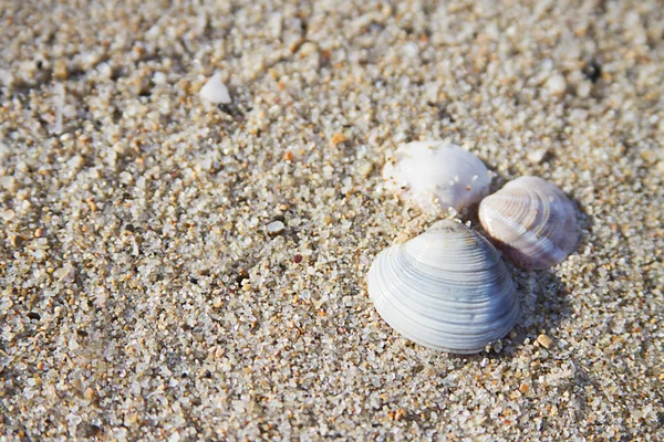 Algunas conchas marinas —  Fotos de Stock