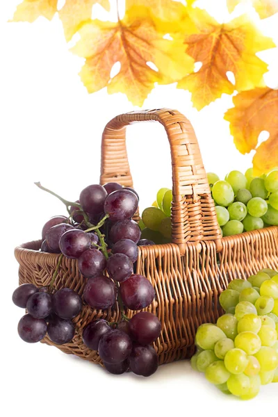 Zielony i ciemnych winogron w koszu z jesienią liście — Zdjęcie stockowe