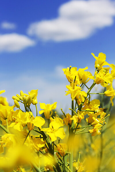 Rapeseed flowers and blue sky with clouds
