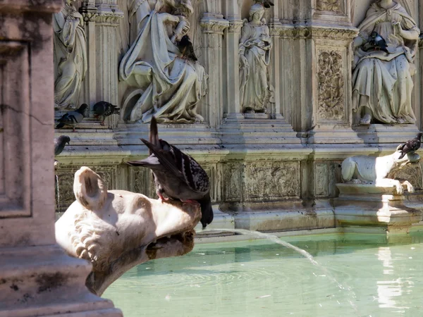 Siena-itália — Fotografia de Stock