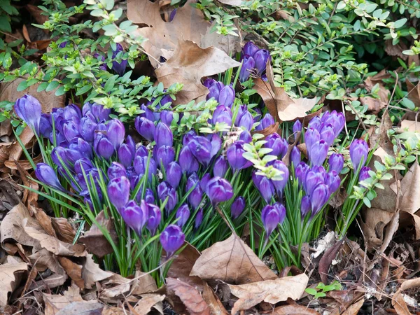 Crocus Stock Image