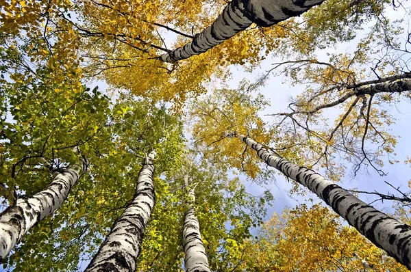 Alberi gialli e cielo azzurro. Vista dal basso — Foto Stock