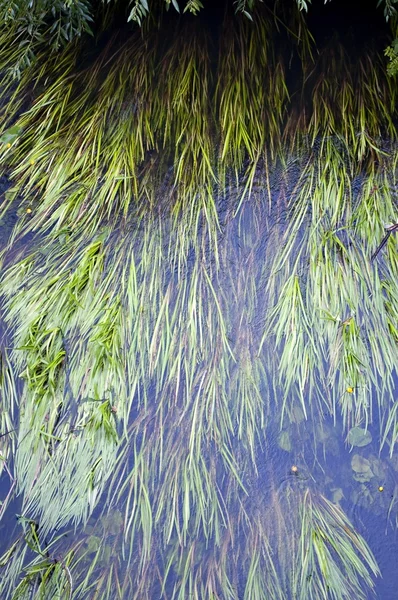 Tráva, plovoucí na hladině řeky — Stockfoto