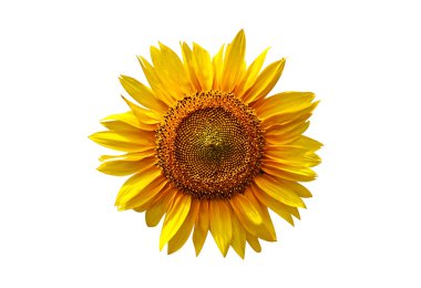 beyaz arkaplanda ayçiçeği