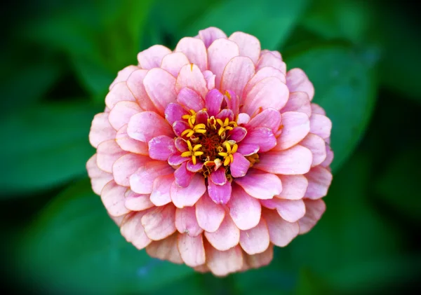 Λουλούδι του φθινοπώρου — Φωτογραφία Αρχείου