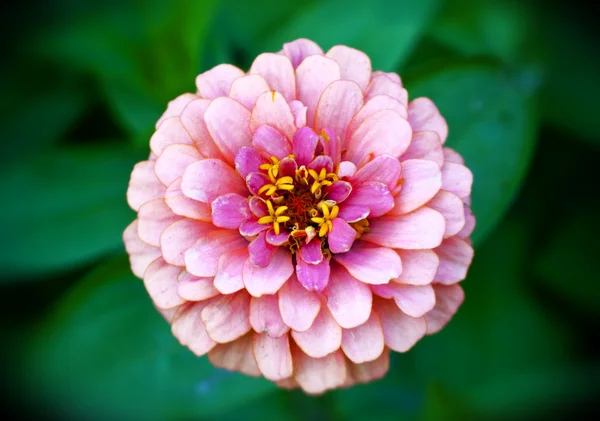 Flor de outono — Fotografia de Stock