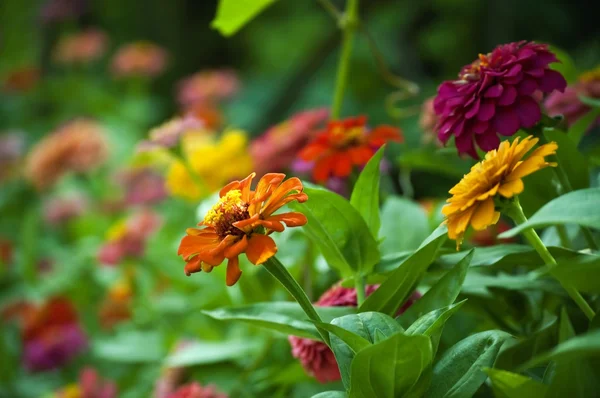 Belles fleurs printanières — Photo