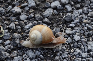 Salyangoz (Latince: Gastropoda)