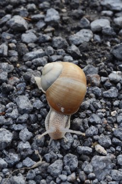 Salyangoz (Latince: Gastropoda)